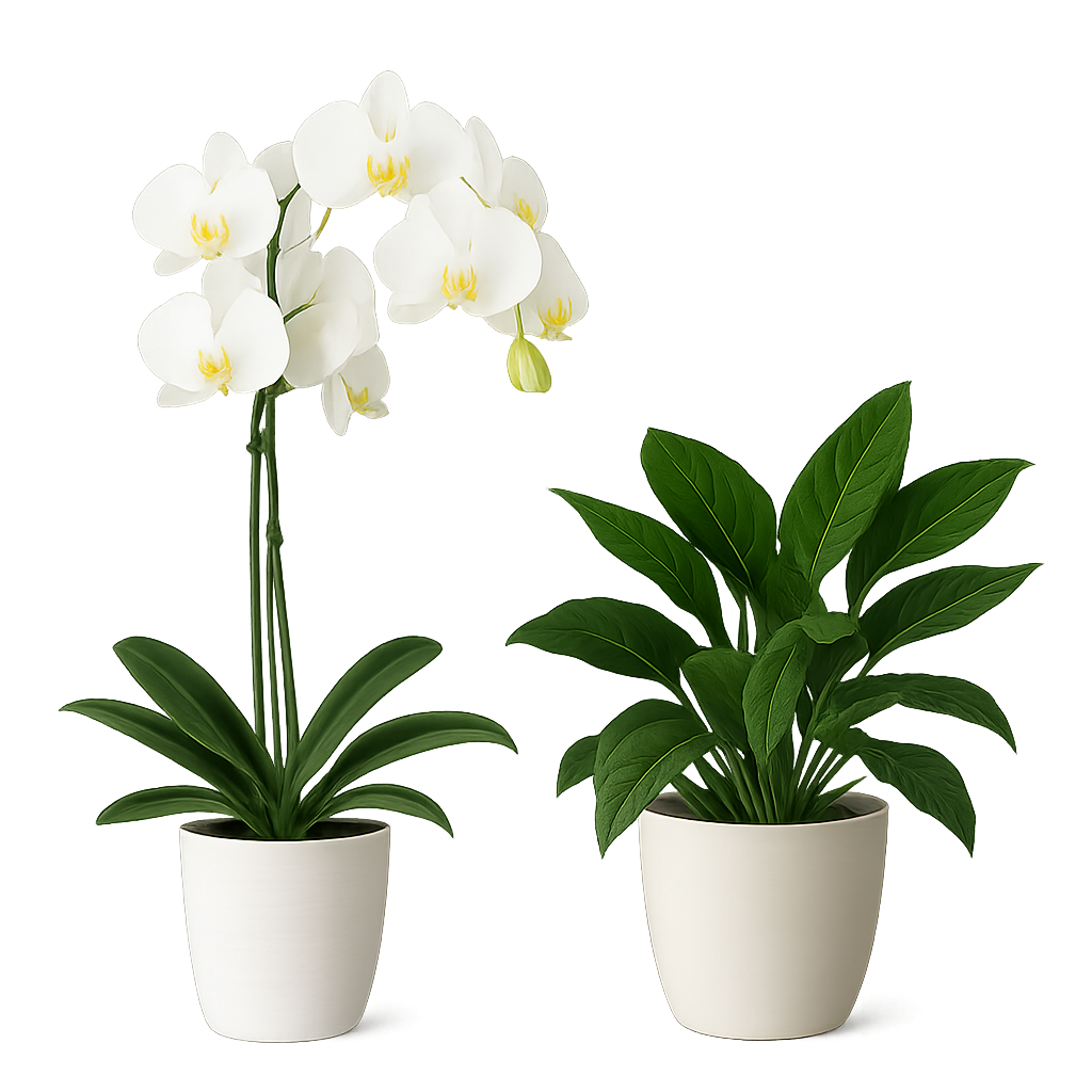 Indoor/Outdoor Plants